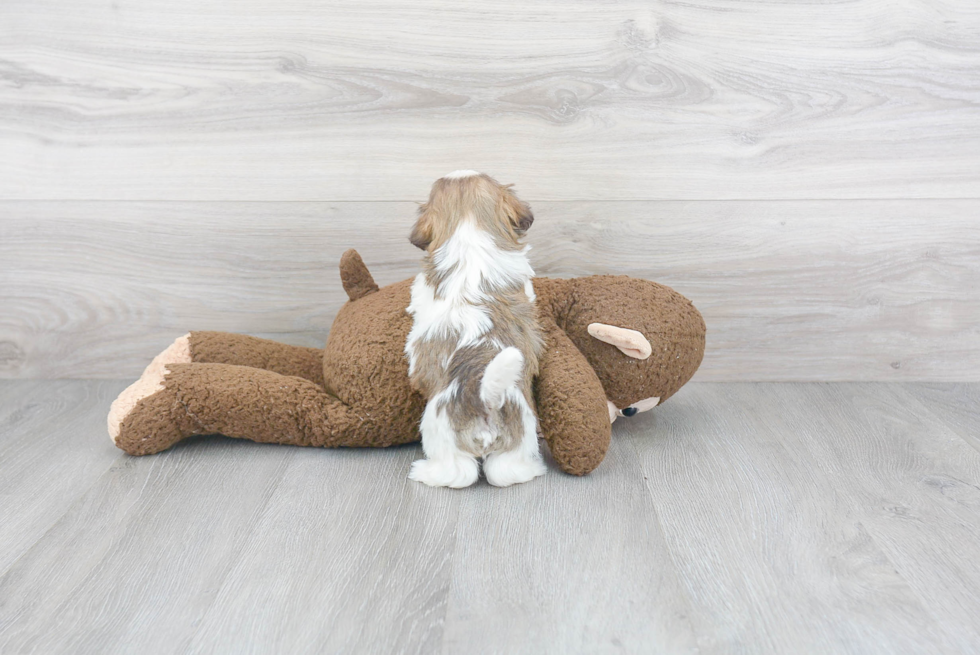 Havanese Pup Being Cute