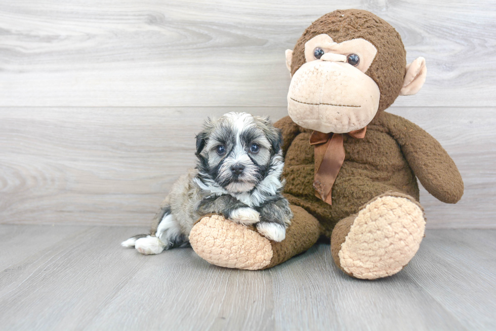 Havanese Puppy for Adoption