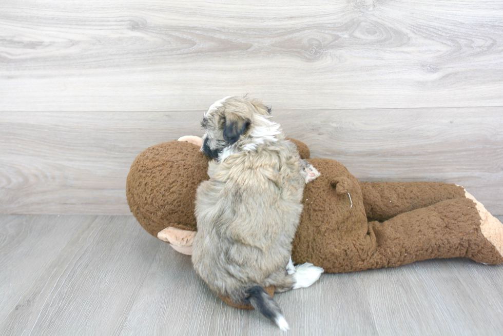 Havanese Pup Being Cute