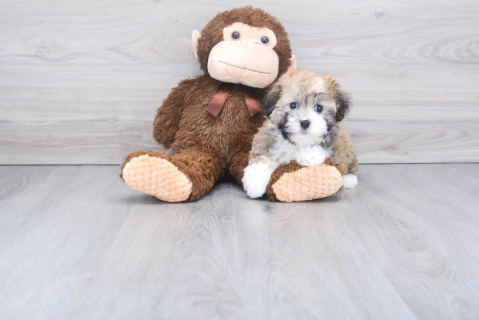 Havanese Puppy for Adoption