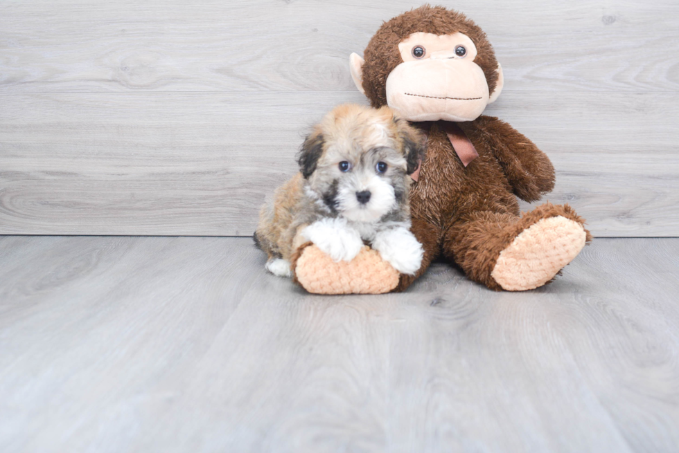 Havanese Pup Being Cute