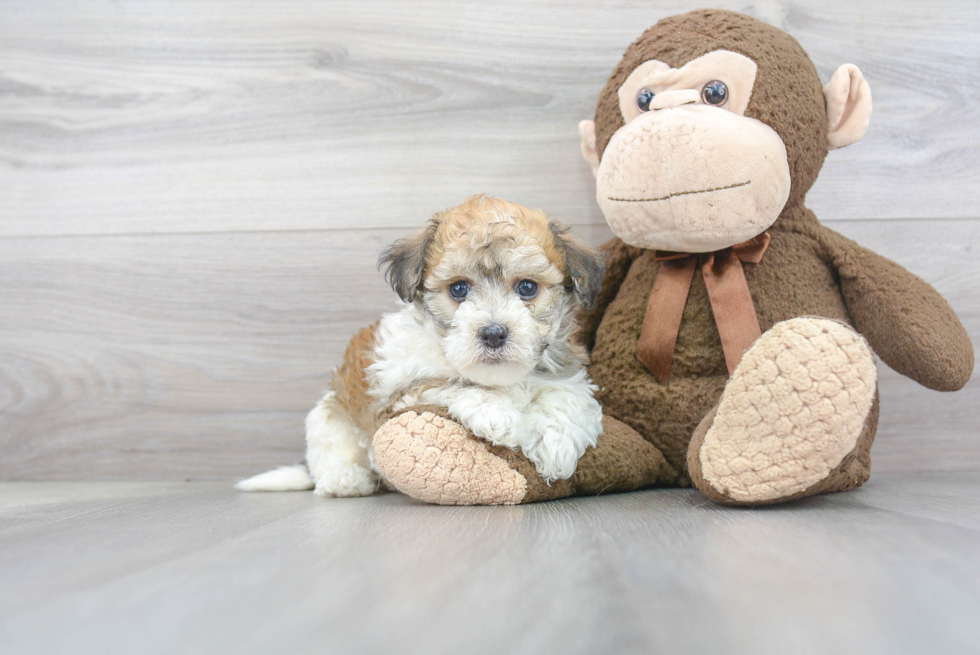 Best Havanese Baby