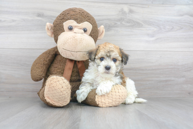Cute Havanese Purebred Puppy