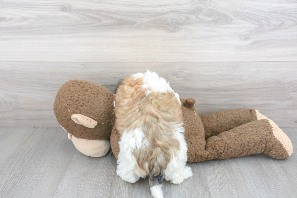 Small Havanese Baby
