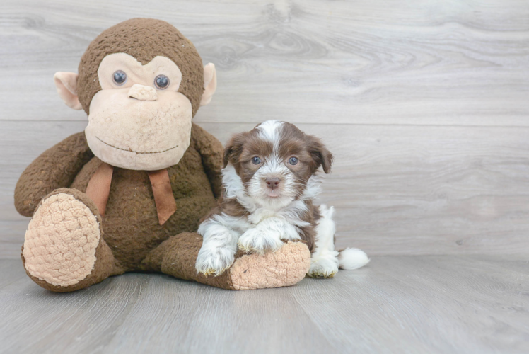 Havanese Pup Being Cute