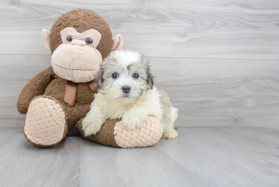 Havanese Puppy for Adoption