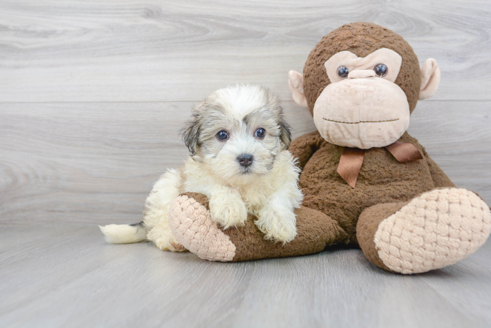 Popular Havanese Purebred Pup