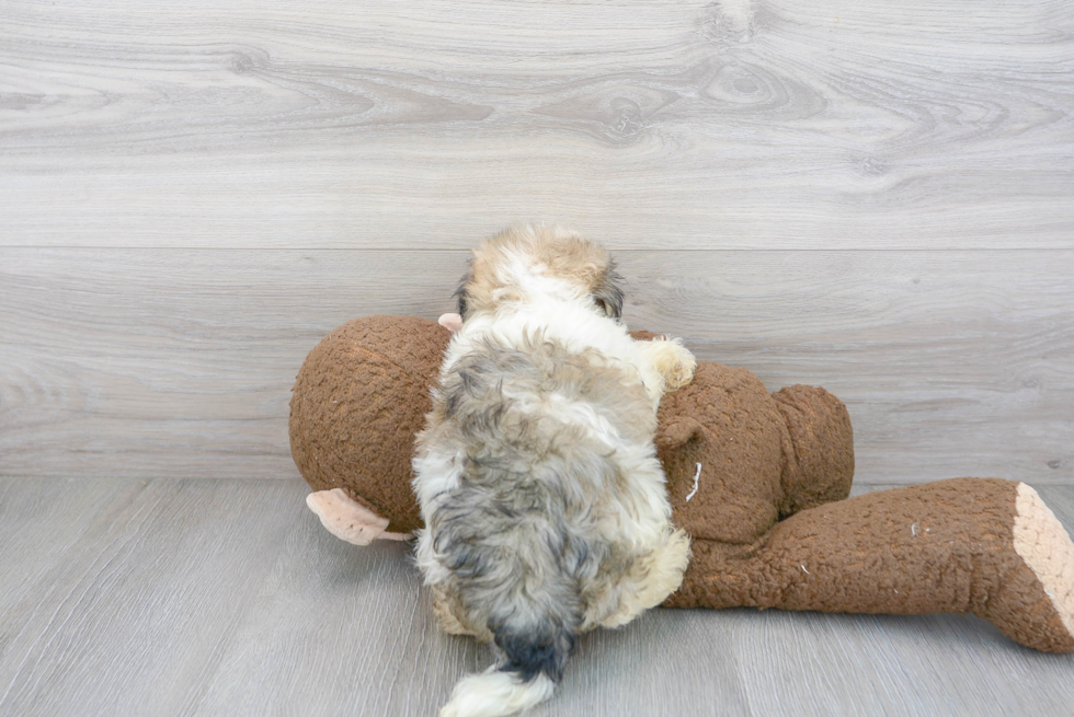 Funny Havanese Purebred Pup