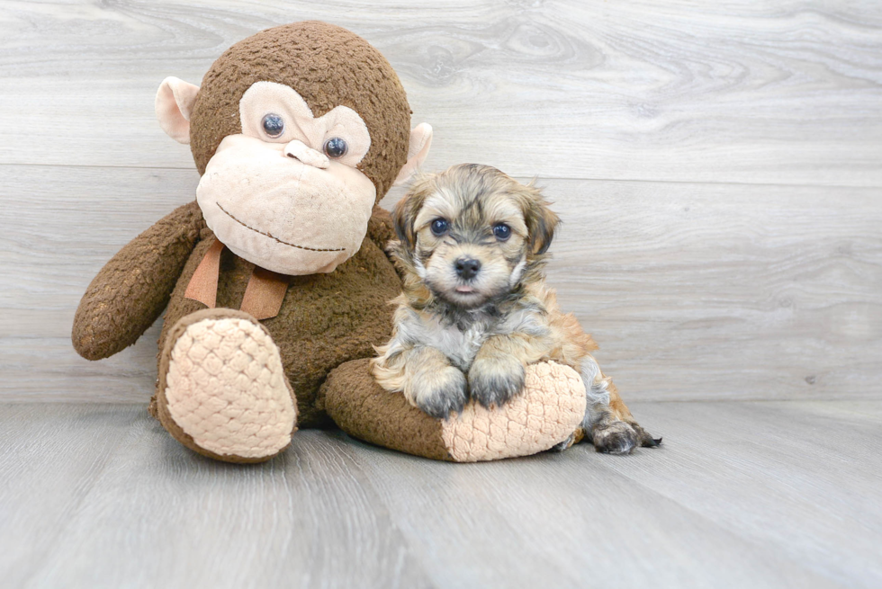 Cute Havanese Purebred Puppy