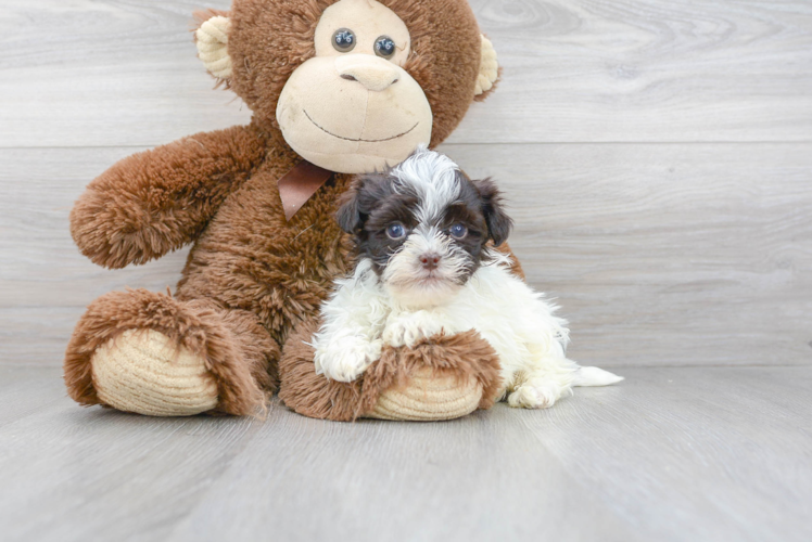 Popular Havanese Baby