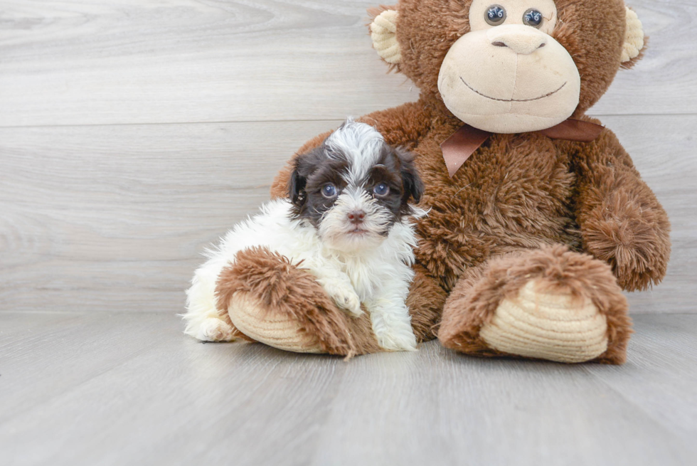 Havanese Pup Being Cute