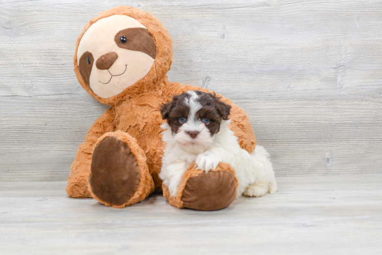 Popular Havanese Purebred Pup