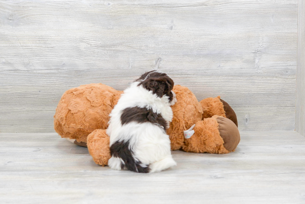 Sweet Havanese Purebred Puppy