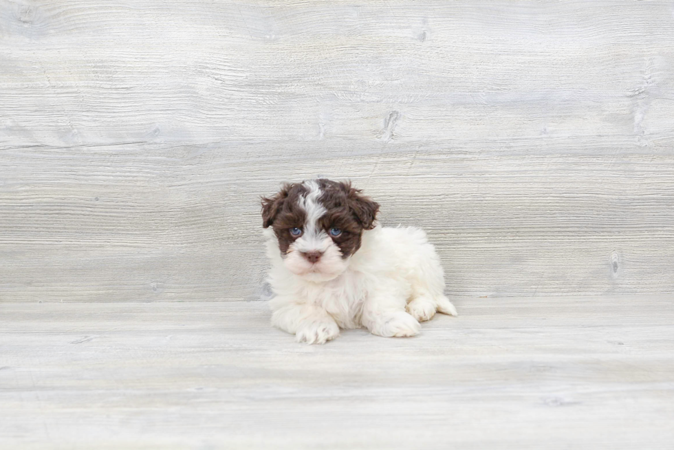 Havanese Pup Being Cute