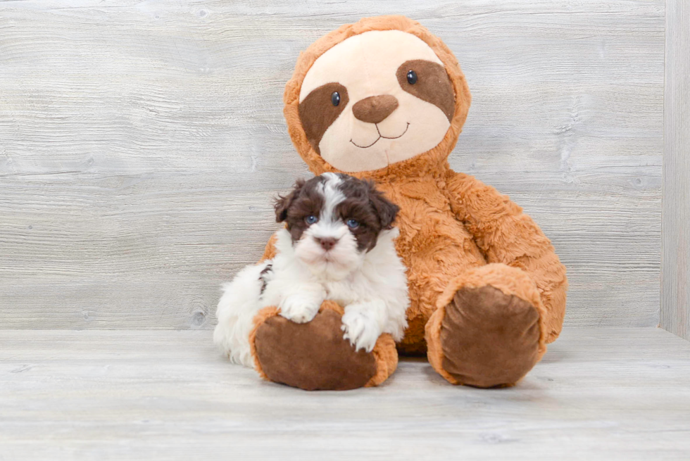 Havanese Pup Being Cute