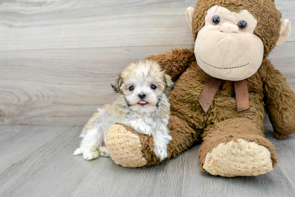 Best Havanese Baby