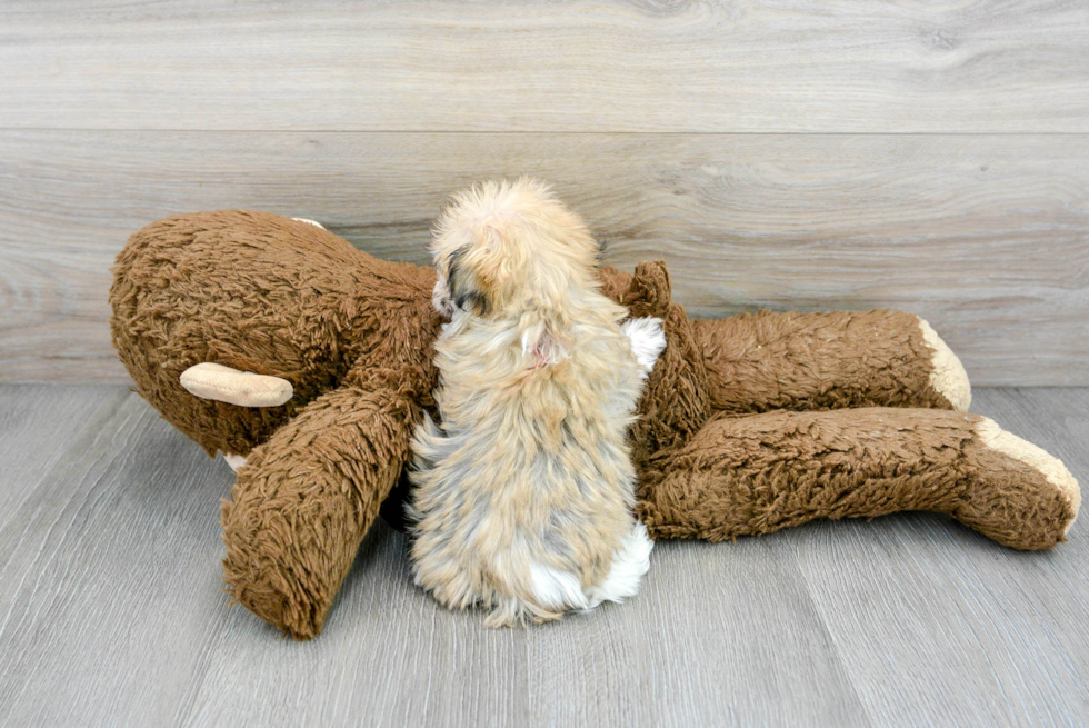 Havanese Pup Being Cute