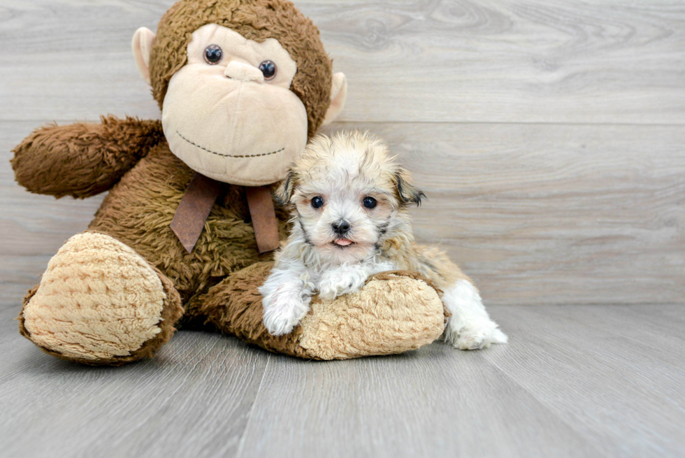 Popular Havanese Purebred Pup