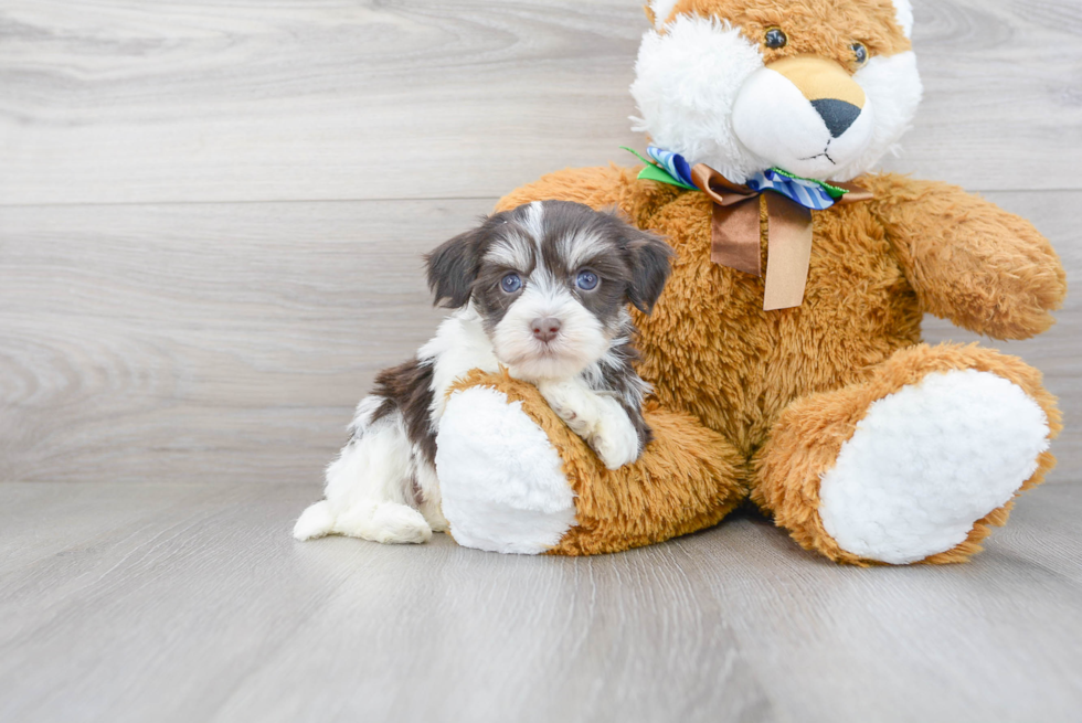 Little Havanese Baby