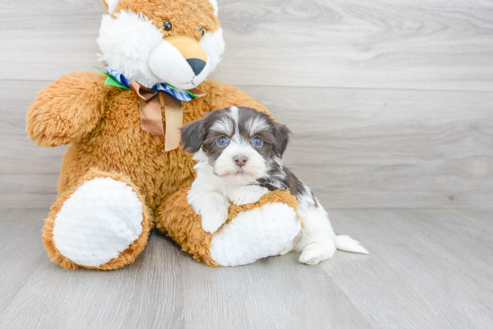 Havanese Pup Being Cute