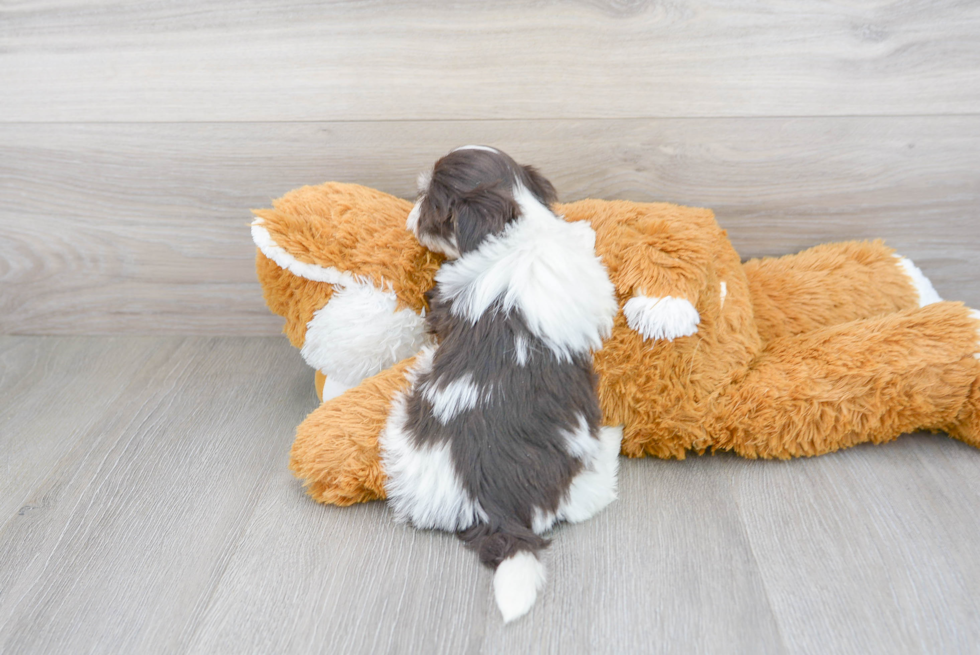 Little Havanese Purebred Pup