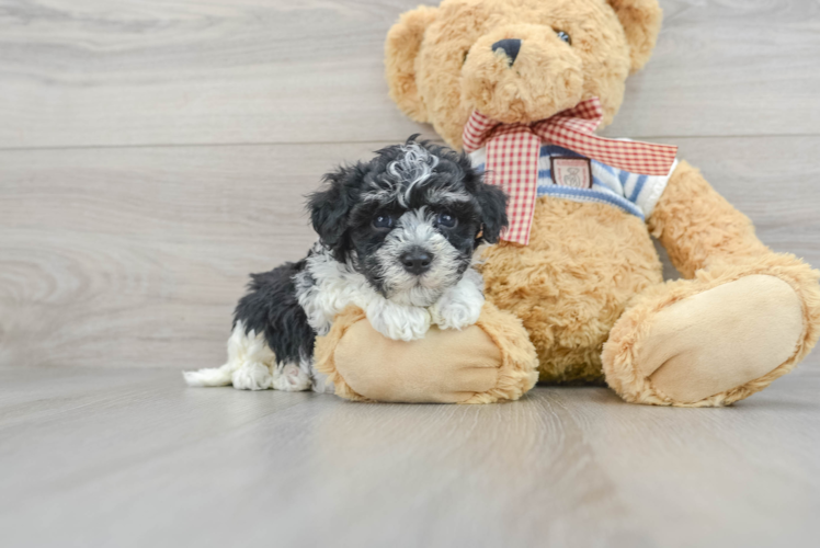 Best Havanese Baby