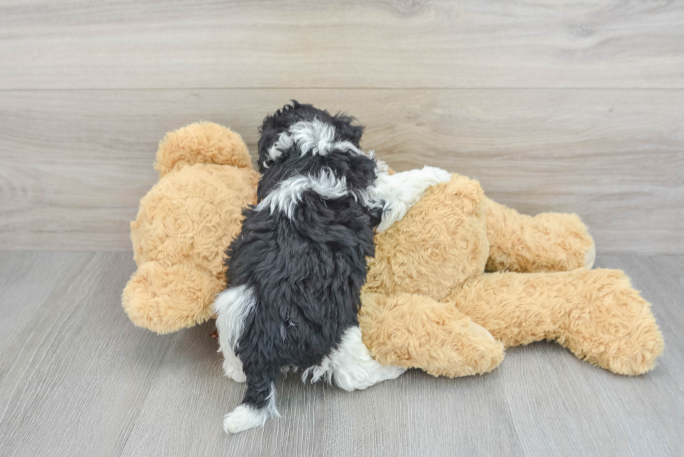 Havanese Puppy for Adoption