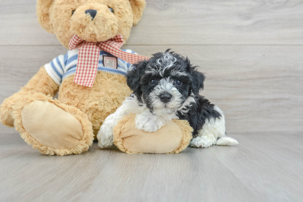 Little Havanese Purebred Pup