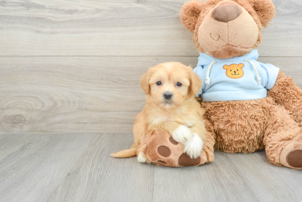 Friendly Havanese Baby