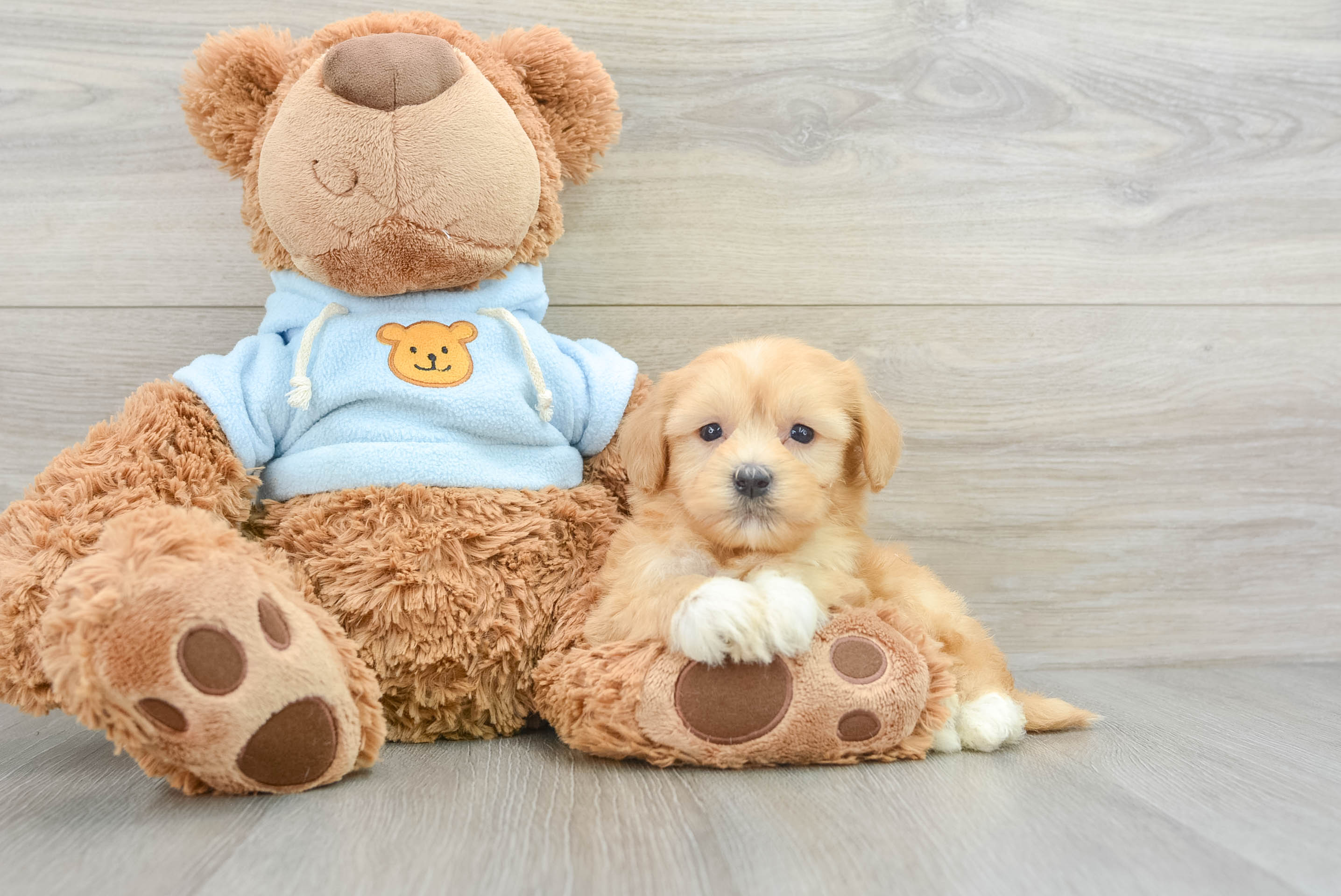 Best Havanese Baby