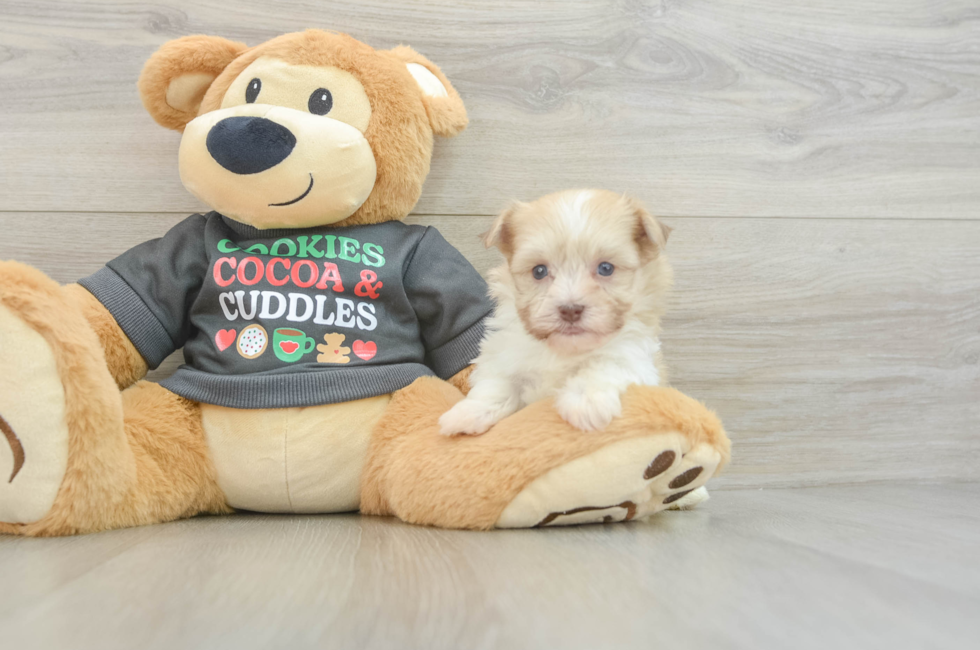 5 week old Havanese Puppy For Sale - Premier Pups