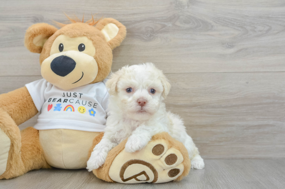 6 week old Havanese Puppy For Sale - Premier Pups