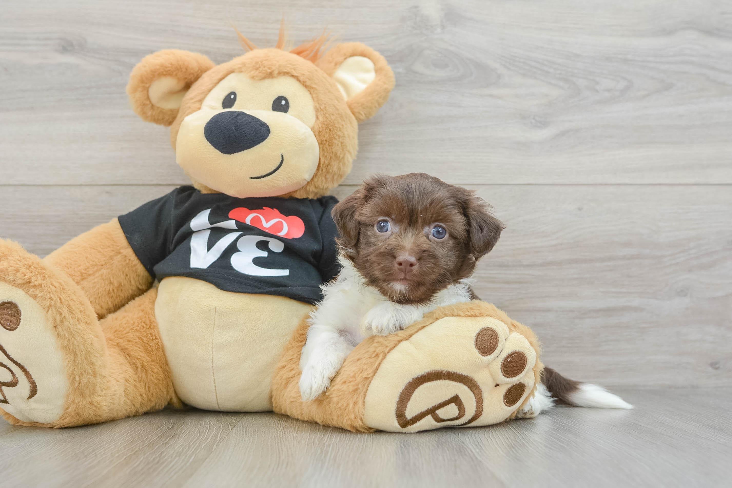 Popular Havanese Purebred Pup