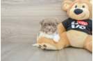 Best Havanese Baby