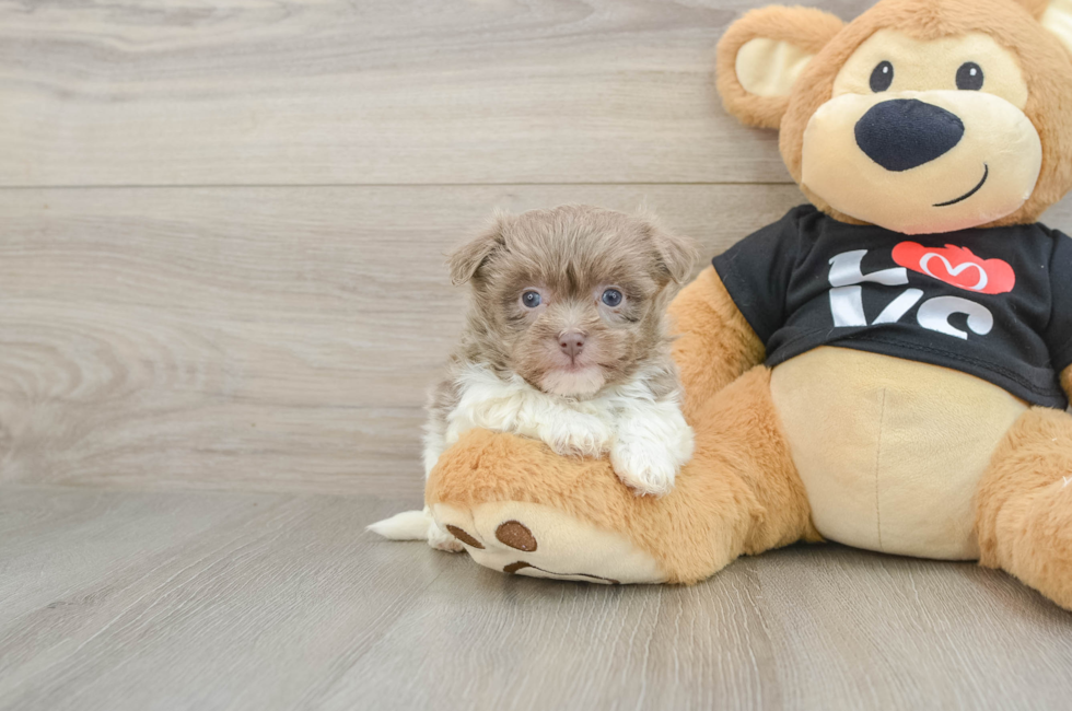 5 week old Havanese Puppy For Sale - Premier Pups