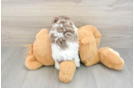 Havanese Puppy for Adoption