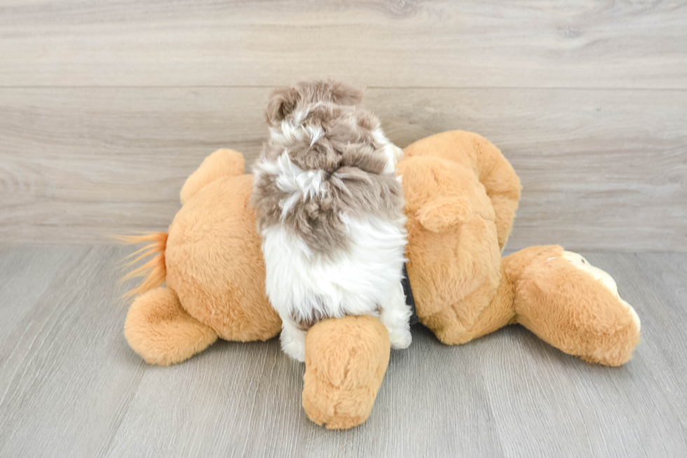 Havanese Puppy for Adoption