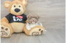 Havanese Pup Being Cute