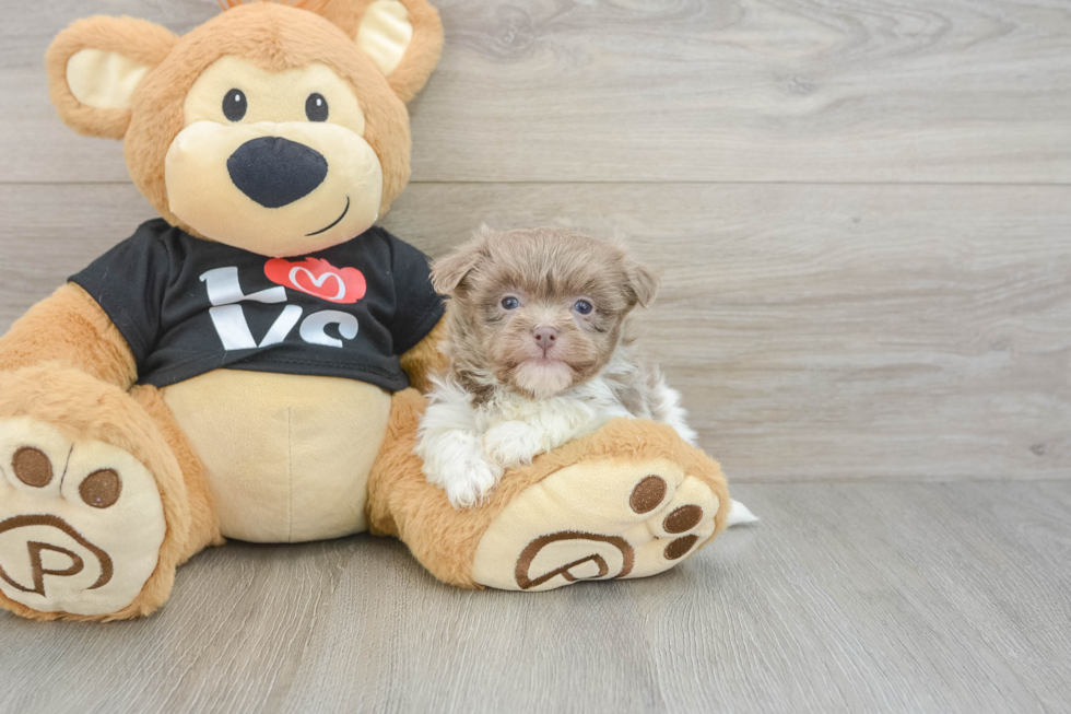 Havanese Pup Being Cute