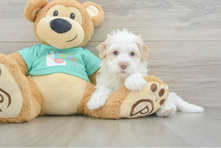 Hypoallergenic Havanese Baby
