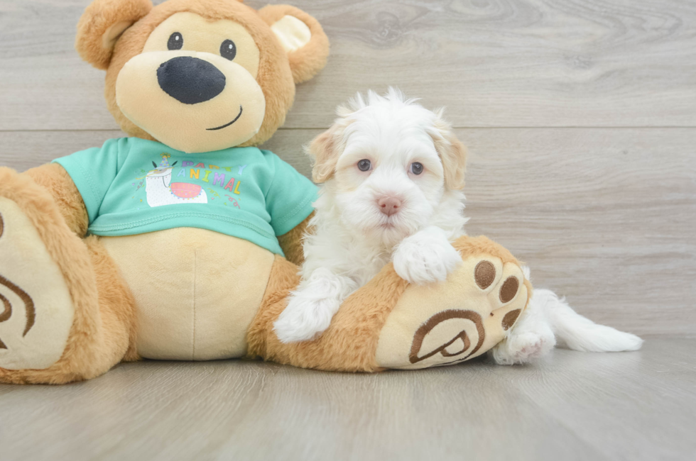5 week old Havanese Puppy For Sale - Premier Pups