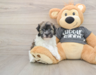 5 week old Havanese Puppy For Sale - Premier Pups