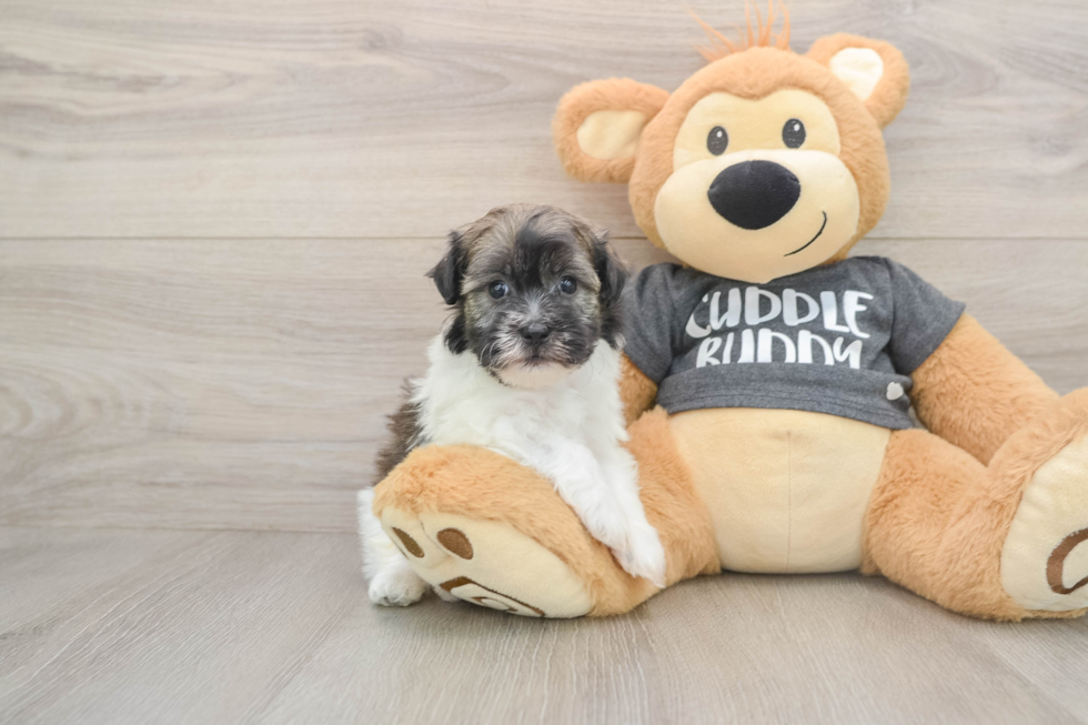 Playful Havanese Purebred Pup