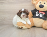7 week old Havanese Puppy For Sale - Premier Pups