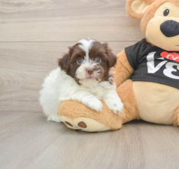 5 week old Havanese Puppy For Sale - Premier Pups