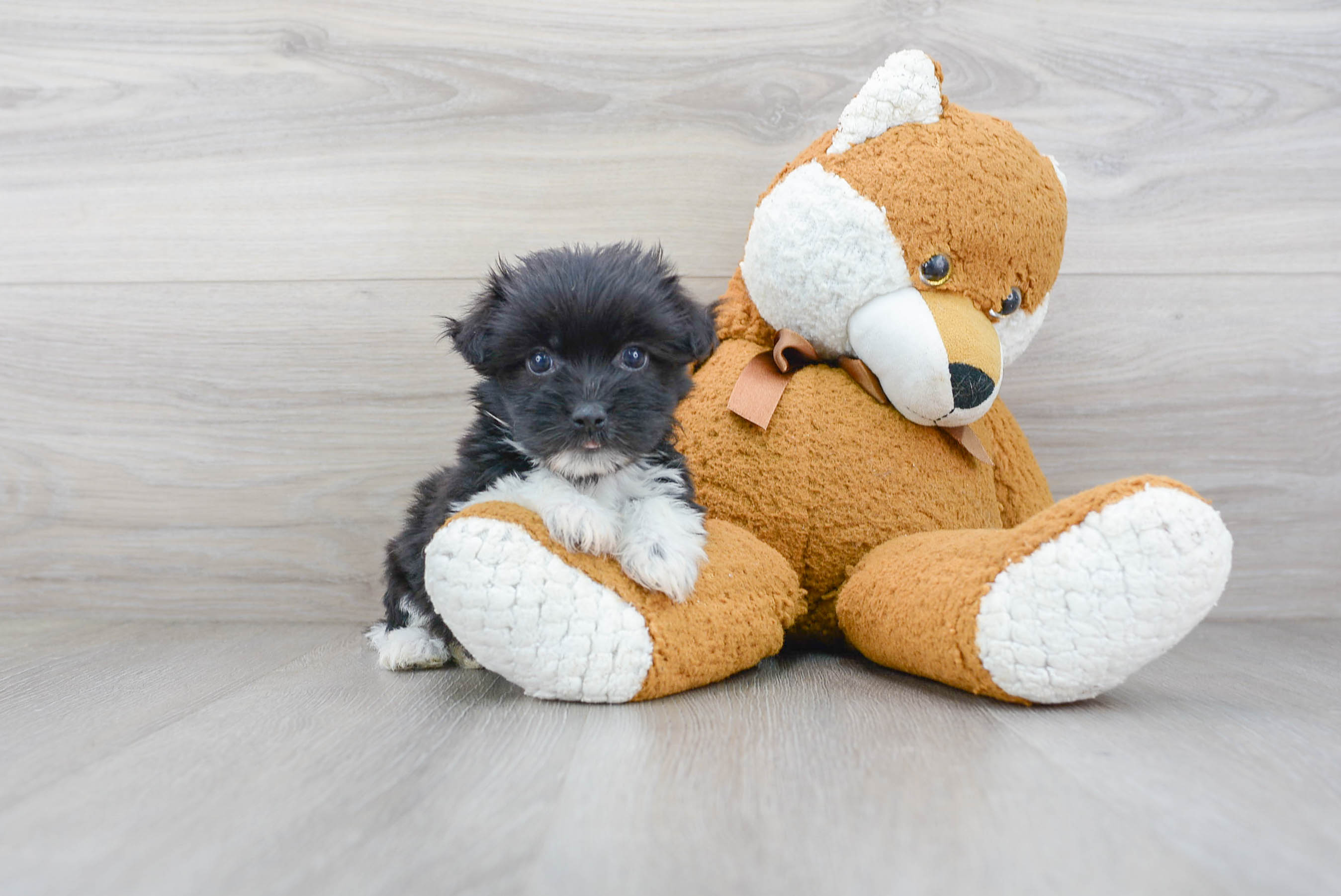 Best Havanese Baby