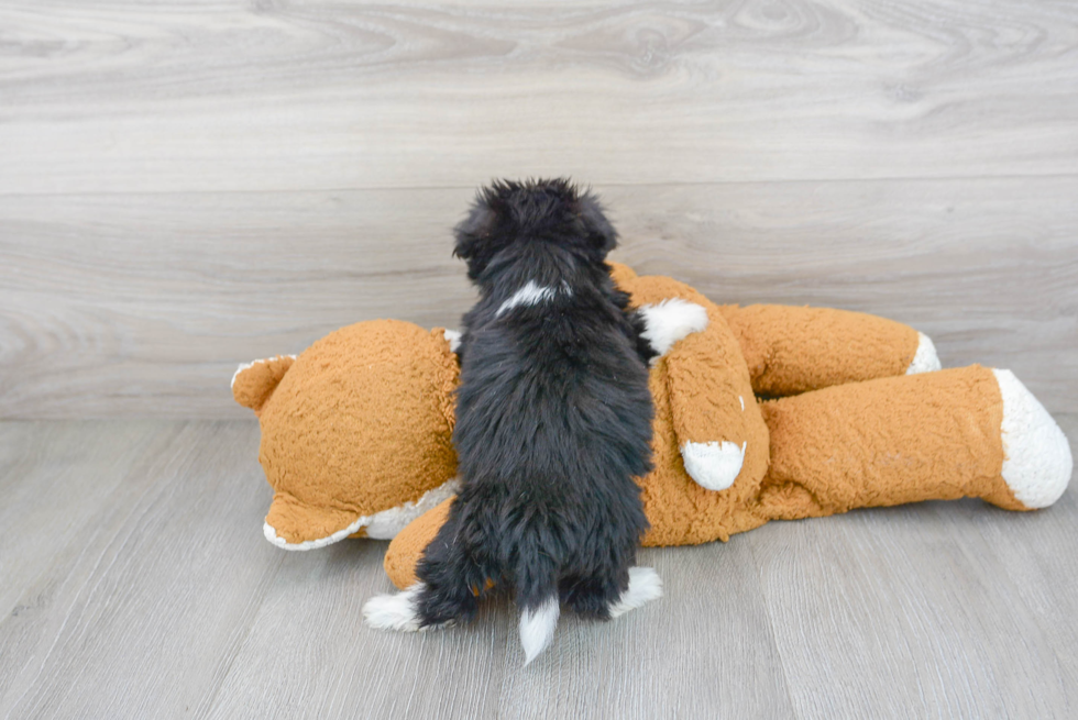 Havanese Pup Being Cute