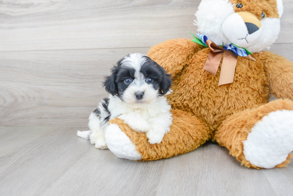 Havanese Puppy for Adoption