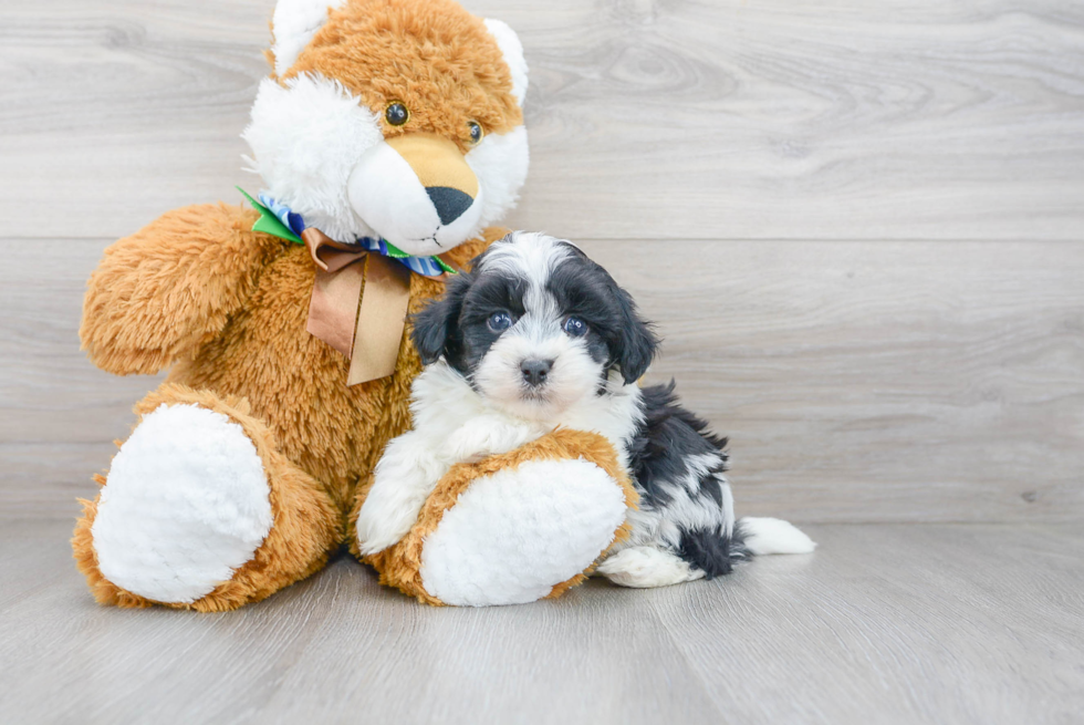 Smart Havanese Purebred Puppy