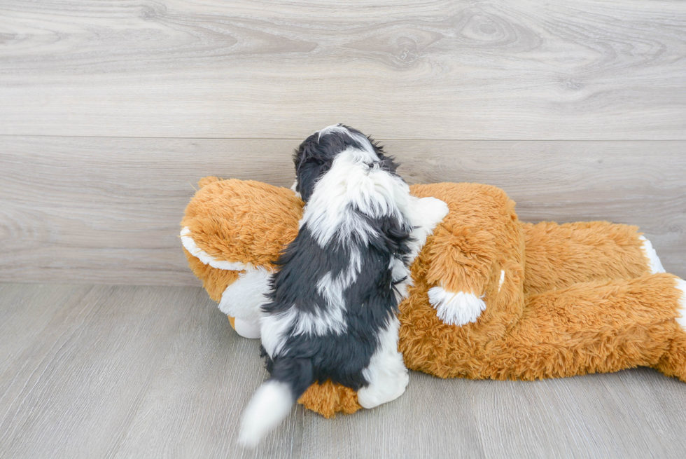 Energetic Havanese Purebred Puppy